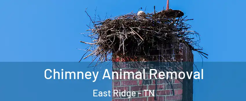 Chimney Animal Removal East Ridge - TN