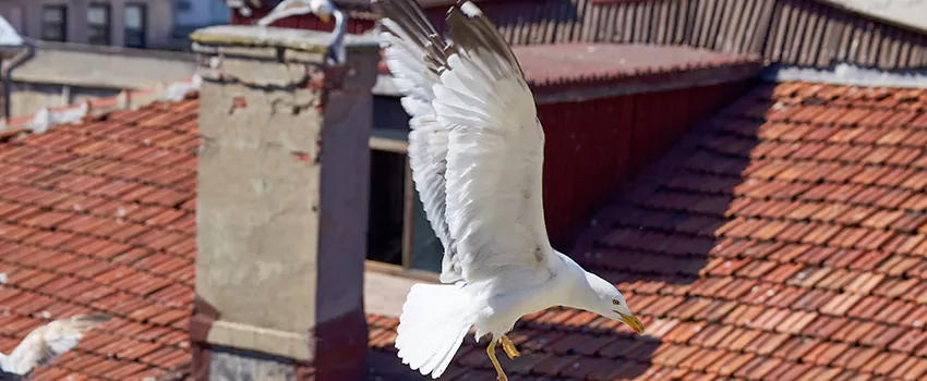 Residential Chimney Animal Removal Solution in East Ridge, TN